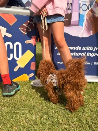 Swim. Run. Repeat. Pop 🏊‍♀️🏃🧊

Huge respect to every Torpedo SwimRunner, and to everyone who cheered them home. Same time next year?

#POPCO #BetterForYou #AllNatural #LocalProduce